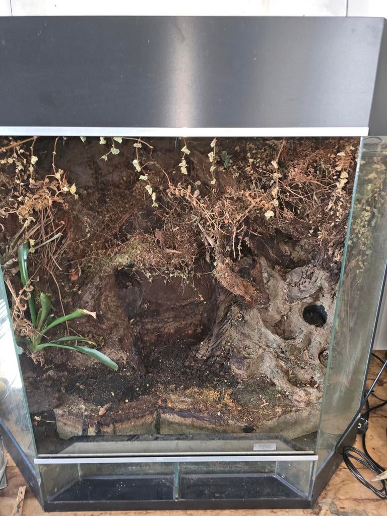 2x dutch rana en 1x exoterra paludarium.OPKNAPPERS, Ophalen, Gebruikt, Terrarium of Paludarium