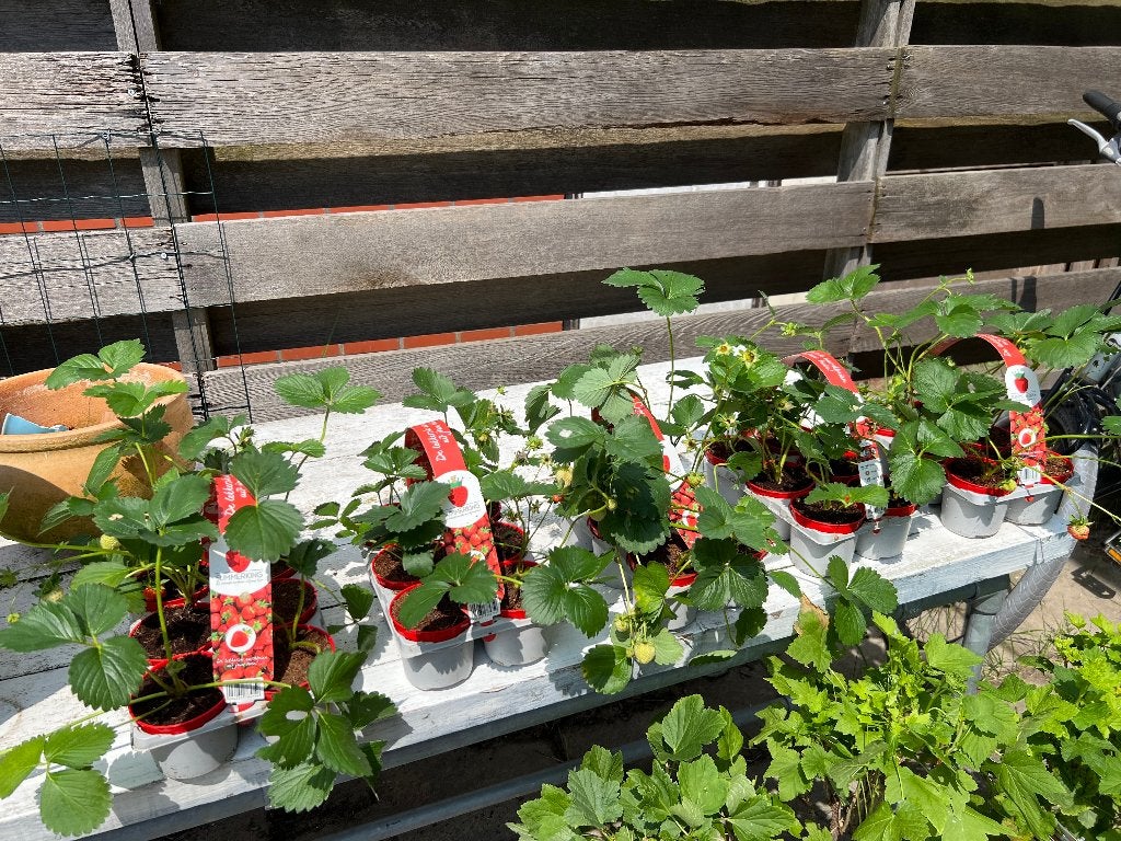 24 aardbeien plantjes, Tuin en Terras, Ophalen, Fruitplanten, Volle zon