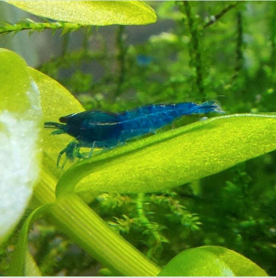 Blauwe sapphire garnalen, Kreeft, Krab of Garnaal