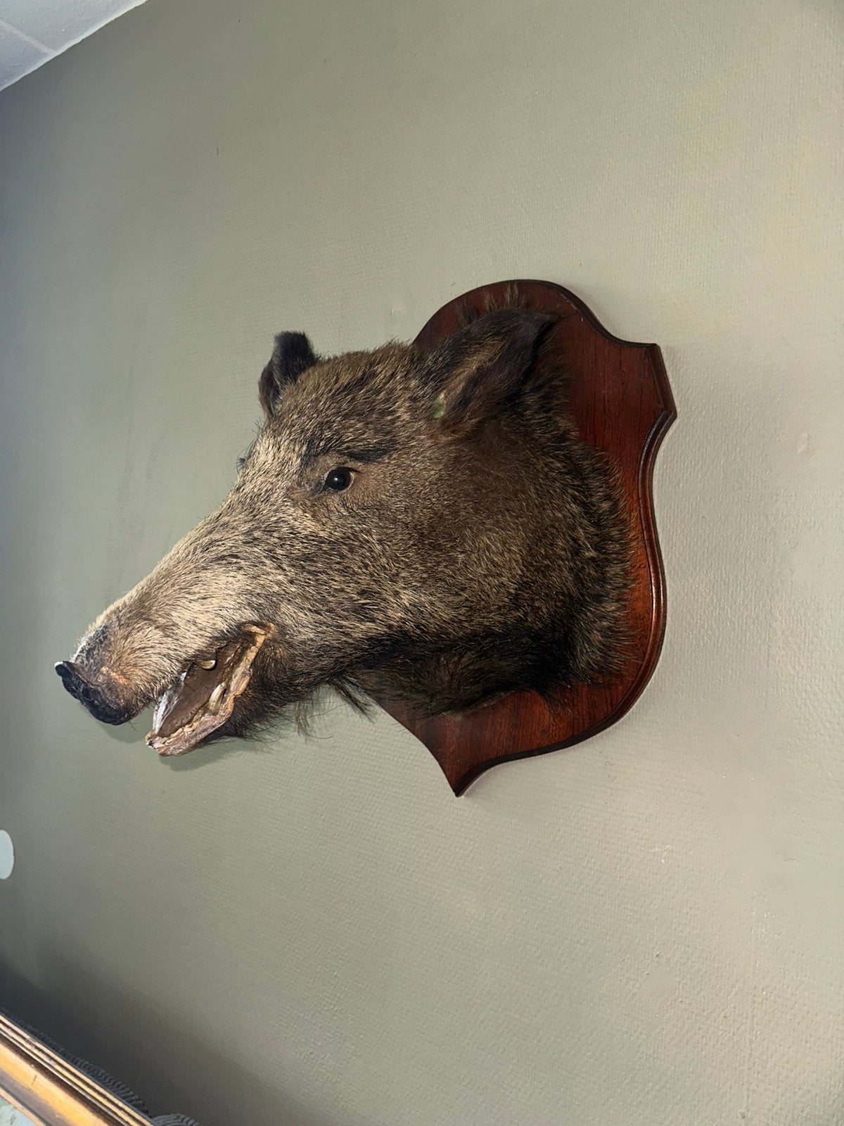 Prachtig imposante zwijnenkop op schild taxidermie, Ophalen of Verzenden, Wild dier, Opgezet dier