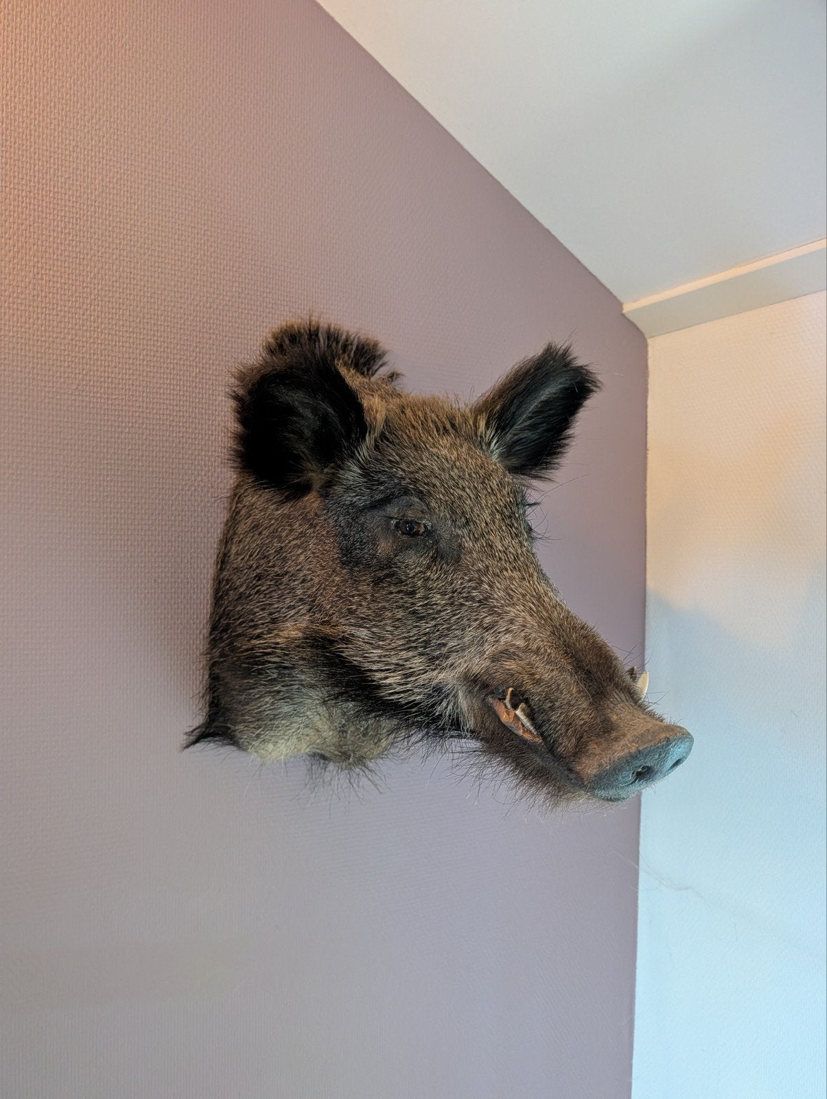 Opgezet wild zwijn / wand decoratie, Ophalen, Zo goed als nieuw