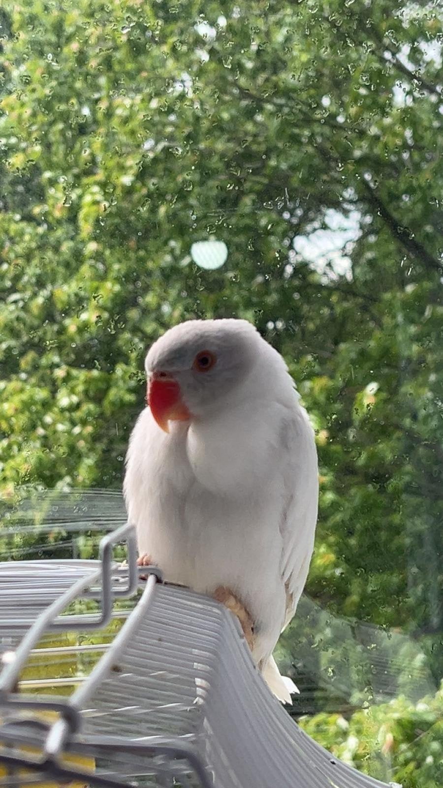 vogel, Mannelijk