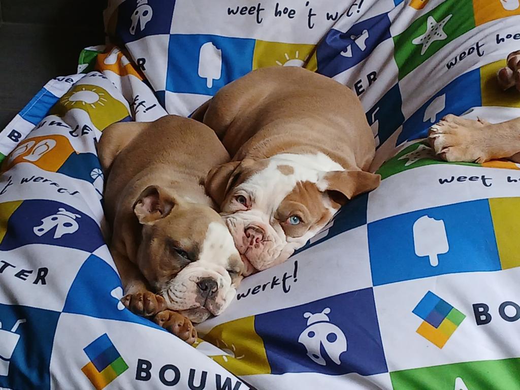 Old English Bulldog pups, Parvo, 8 tot 15 weken, Bulldog, Meerdere