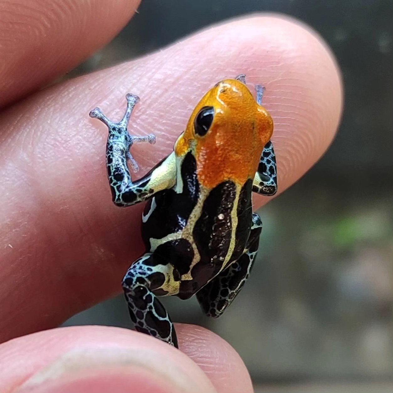 Gifkikkers uit eigen kwekerij, 400 terraria Frog photo 8
