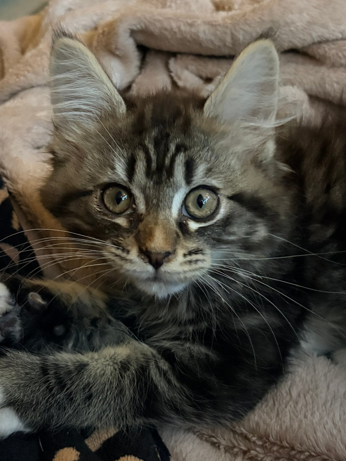 Maine Coon Kittens zoeken een warme mand, Meerdere dieren, Ontwormd, 0 tot 2 jaar
