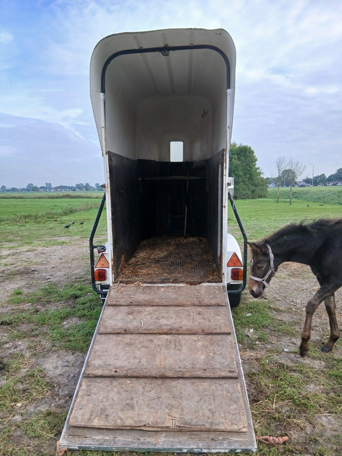 trailer voor 1 paard  met hoog dak, Auto diversen, Ophalen, Gebruikt