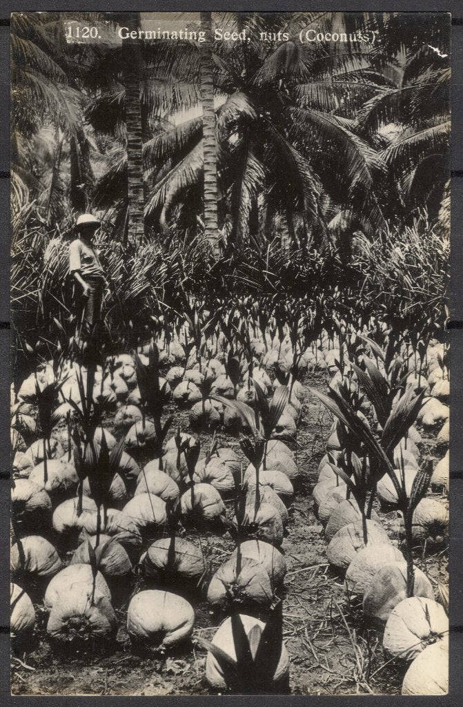 Landbouw - Germinating seed, nuts (coconuts), Verzenden, 1940 tot 1960, Ongelopen, Ambachten of Beroep
