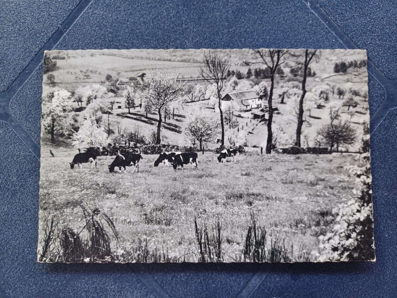 Mooi Limburg met echte Limburgse koeien 1963, Ophalen of Verzenden, 1960 tot 1980, Gelopen, Limburg