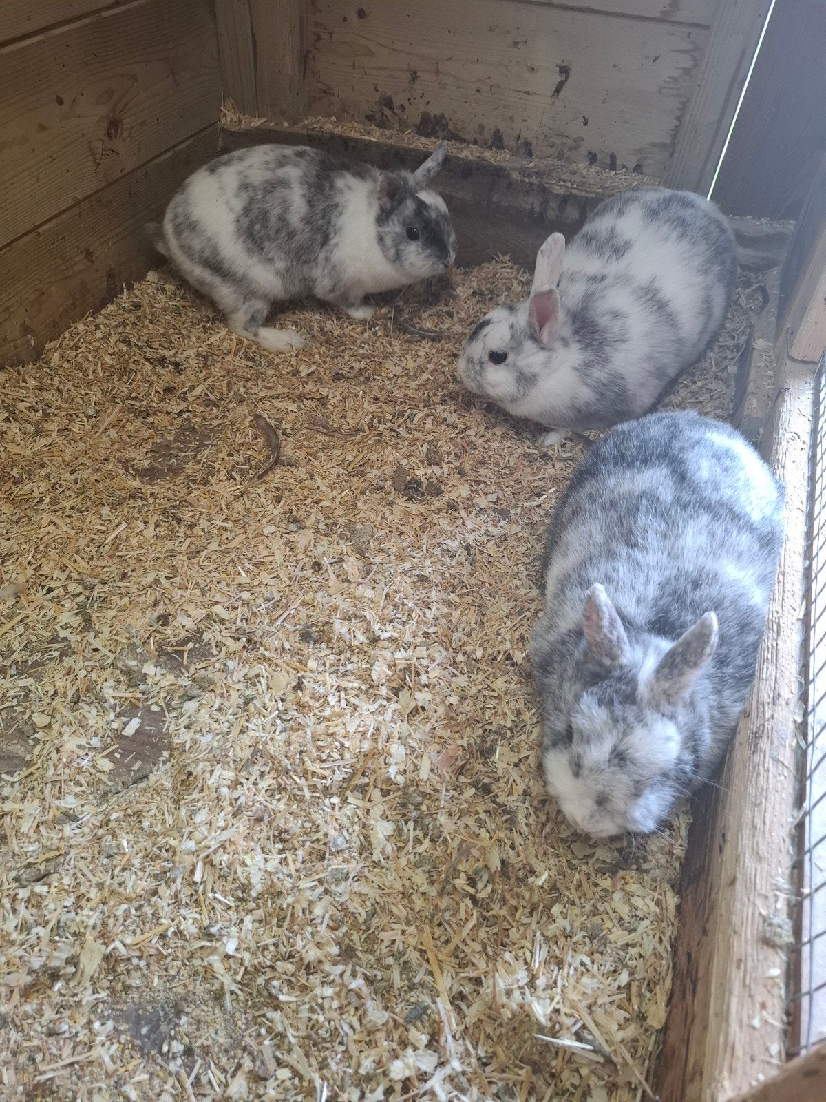 Mooie dwerg konijnen, Dieren en Toebehoren, Konijnen, Meerdere dieren, Dwerg