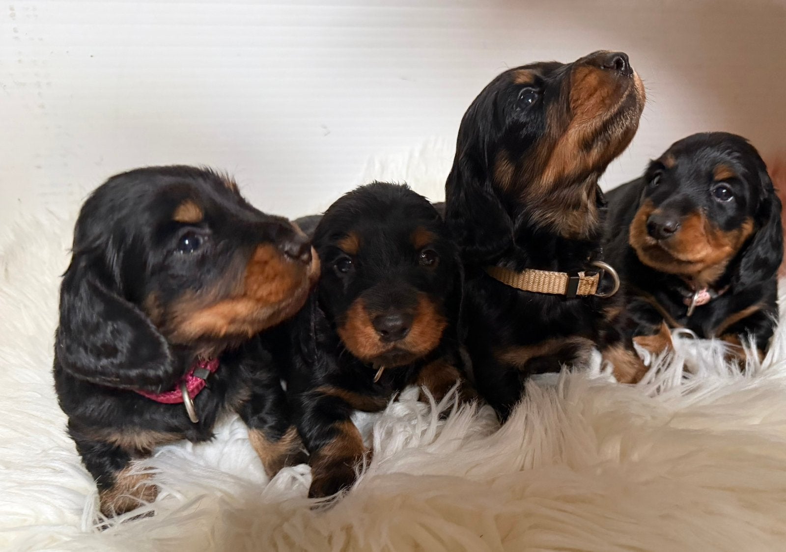 Langhaar standaard teckel pups met stamboom, Dieren en Toebehoren, Honden | Teckels en Dashonden, België, Particulier, 8 tot 15 weken