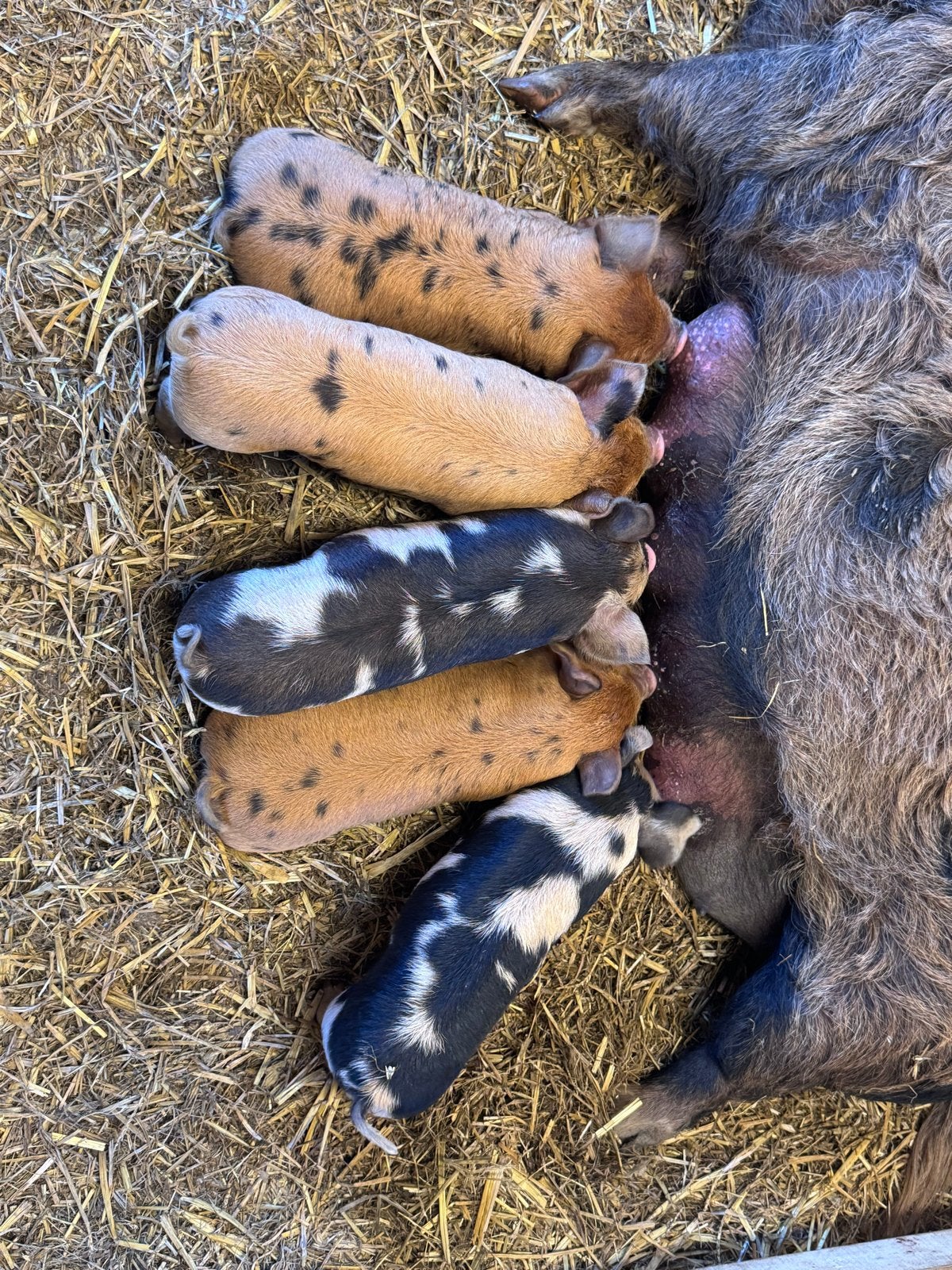 Kune kune biggen met stamboek, Dieren en Toebehoren, Schapen, Geiten en Varkens, Vrouwelijk, Varken
