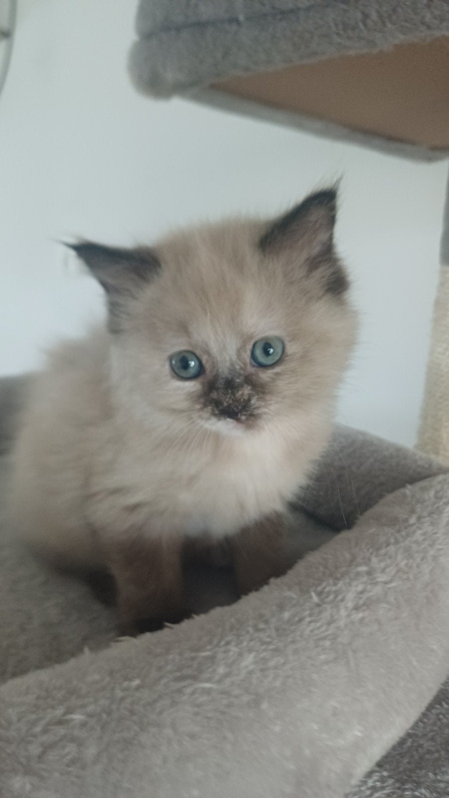 Mooie Ragdoll kittens, Meerdere dieren, Ontwormd