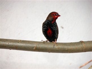 Emblema picta, Meerdere dieren, Tropenvogel, Geringd