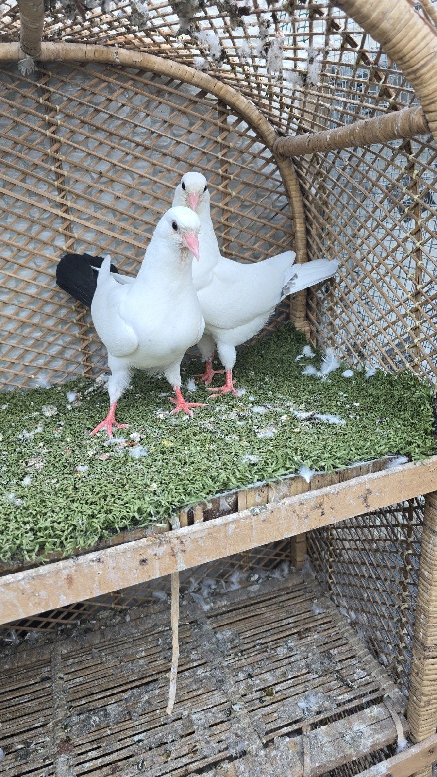 Duiven te koop, Meerdere dieren, Overige soorten