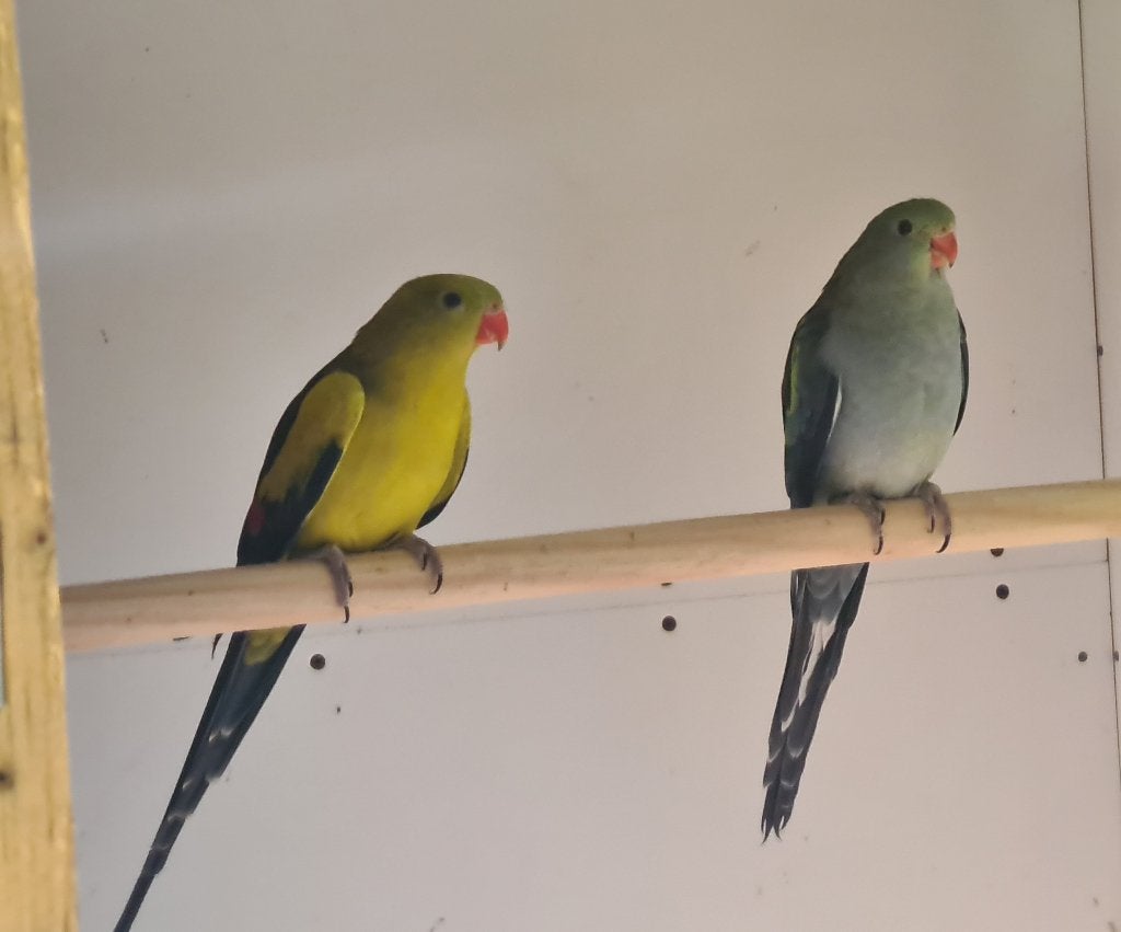 Koppel bergparkieten, Dieren en Toebehoren, Meerdere dieren, Parkiet, Geringd