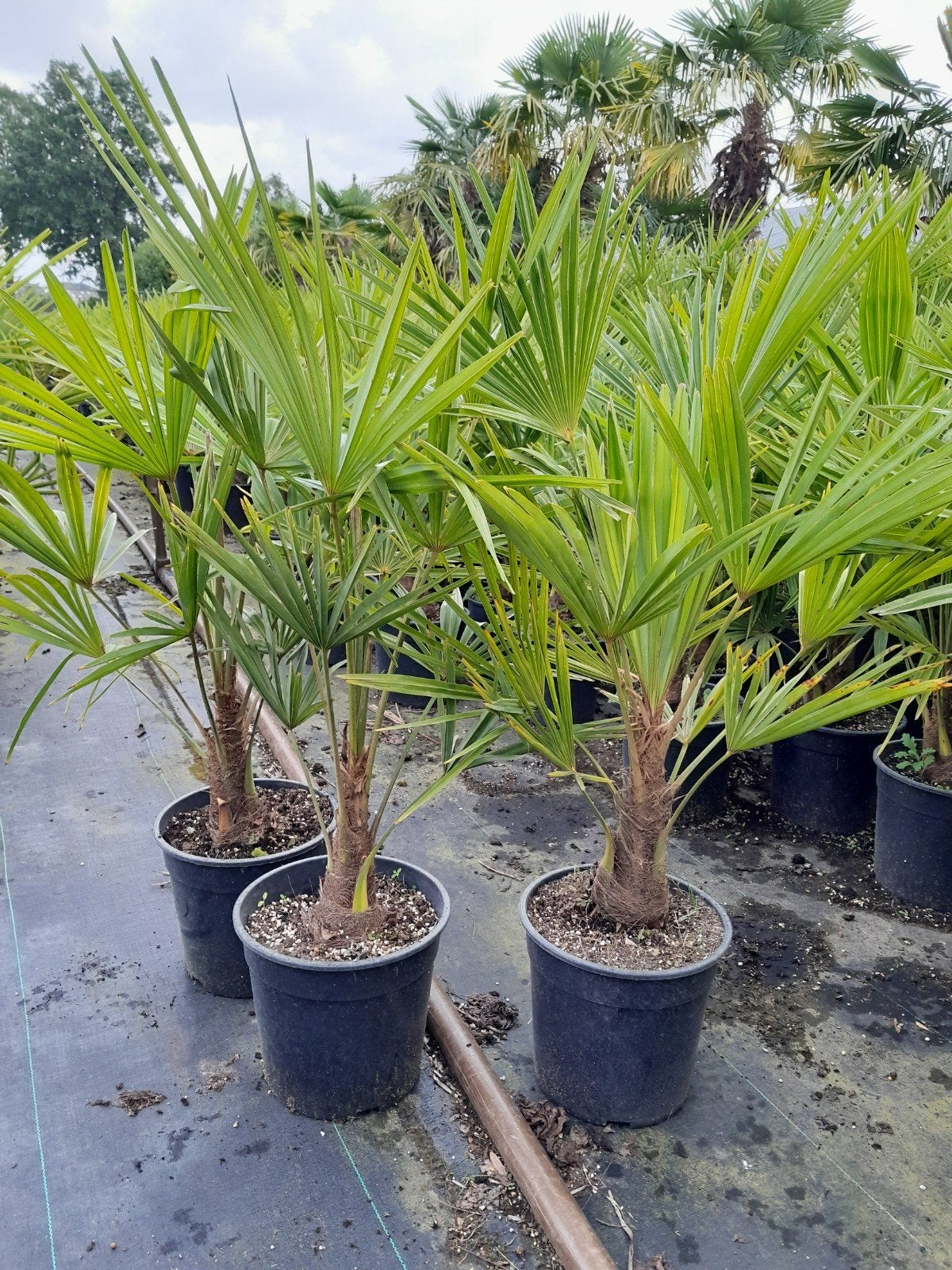 Palmboom, Ophalen of Verzenden, Overige soorten, Volle zon