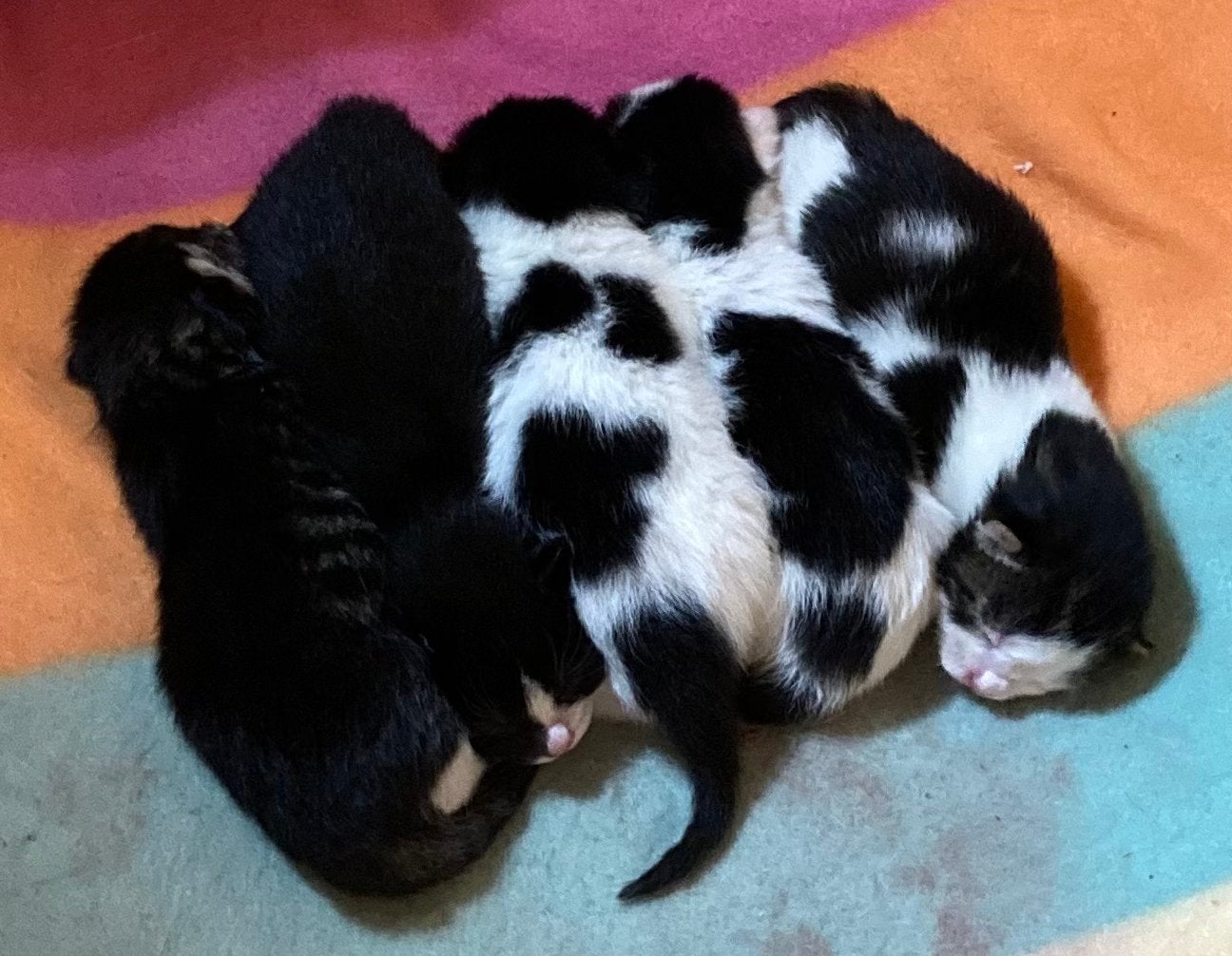 Kitten langharig, Dieren en Toebehoren, Katten en Kittens | Overige Katten, Meerdere dieren, Langharig, 0 tot 2 jaar