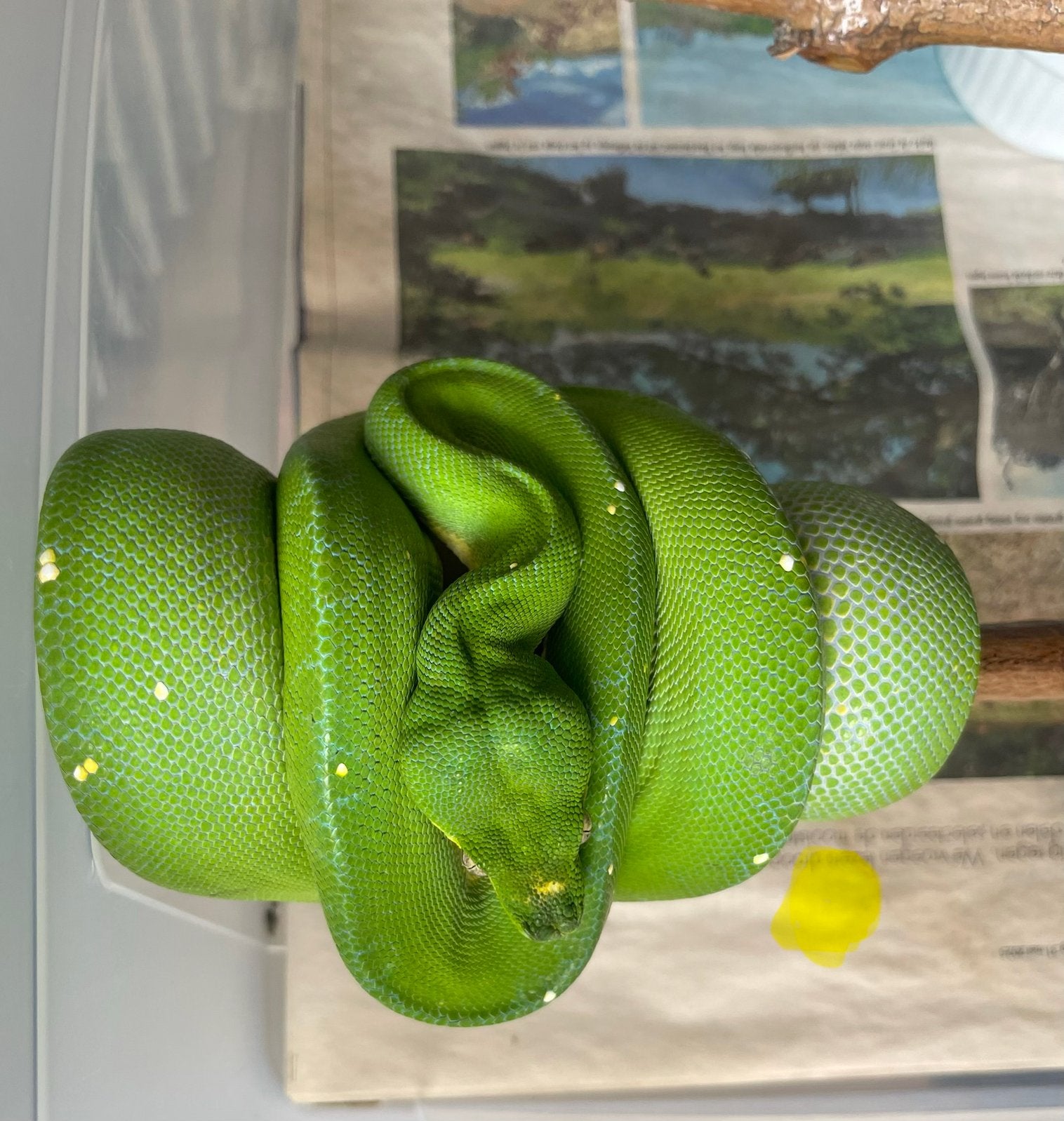 Morelia viridis Jayapura Green Tree Python photo 5