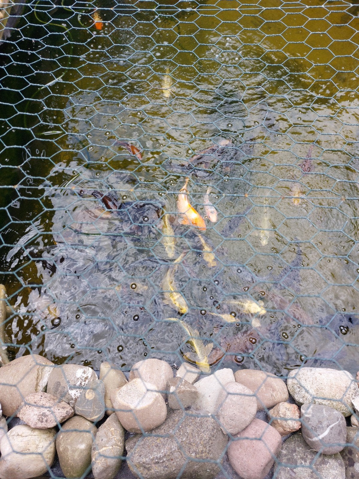 Te koop kom kompleet vijver kokapers, Dieren en Toebehoren, Vissen | Vijvervissen, Karper of Koi