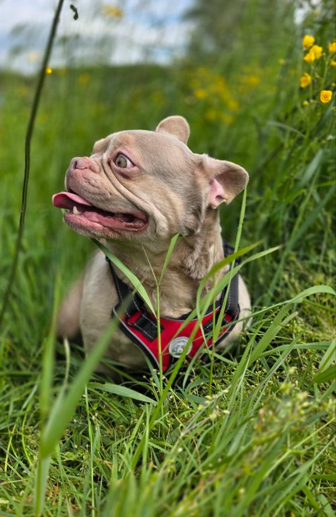 🥰 Super lieve, gave Franse bulldog teef 🥰, Dieren en Toebehoren, Honden | Bulldogs, Pinschers en Molossers, Particulier, Buitenland