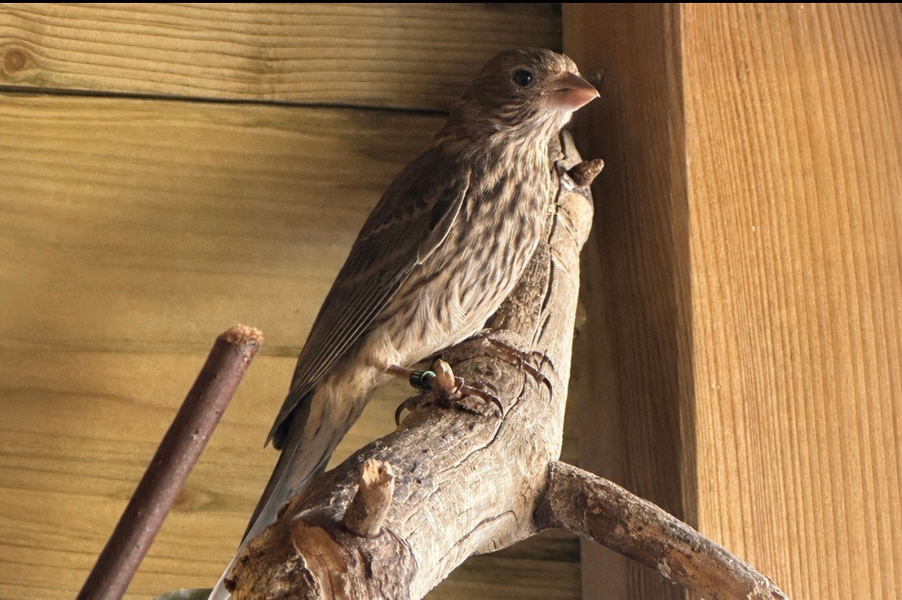 Mexicaanse roodmussen, Meerdere dieren, Zangkanarie