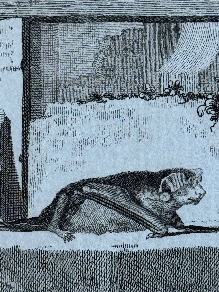 Chauve - souris etrangeres Vleermuis / Buffon 1770 - P0746, Antiek en Kunst, Ophalen of Verzenden, Gravure, 1700 - 1799
