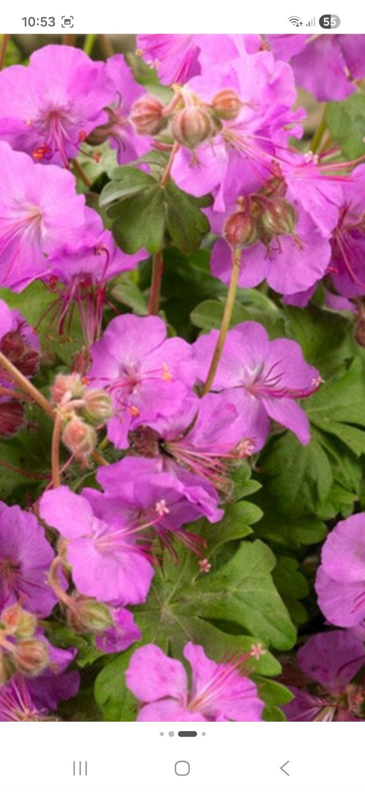 geranium ooievaarsbek, Ophalen, Volle zon