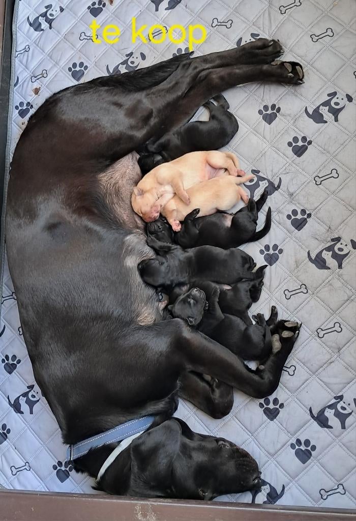 Labrador Field Trial pups te koop werklijn, Dieren en Toebehoren, Labrador retriever, Meerdere, Meerdere dieren, Nederland