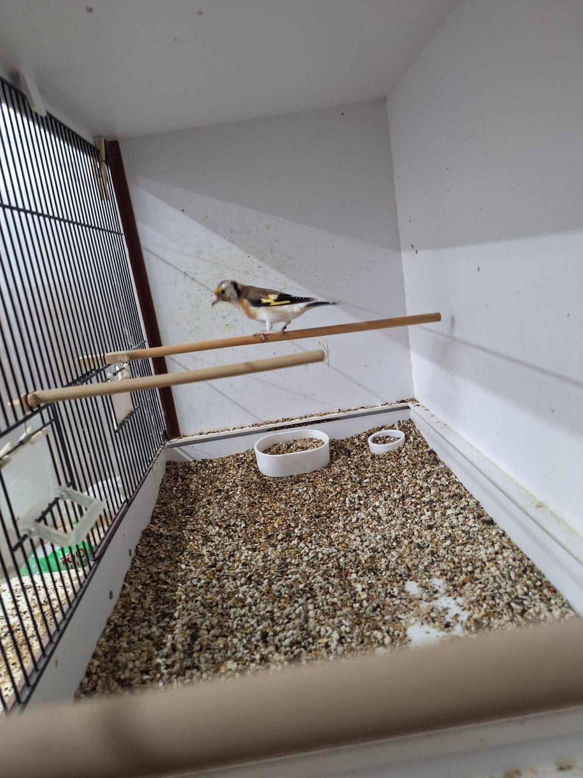 majoor putter pop, Dieren en Toebehoren, Vrouwelijk, Wildzangvogel, Geringd