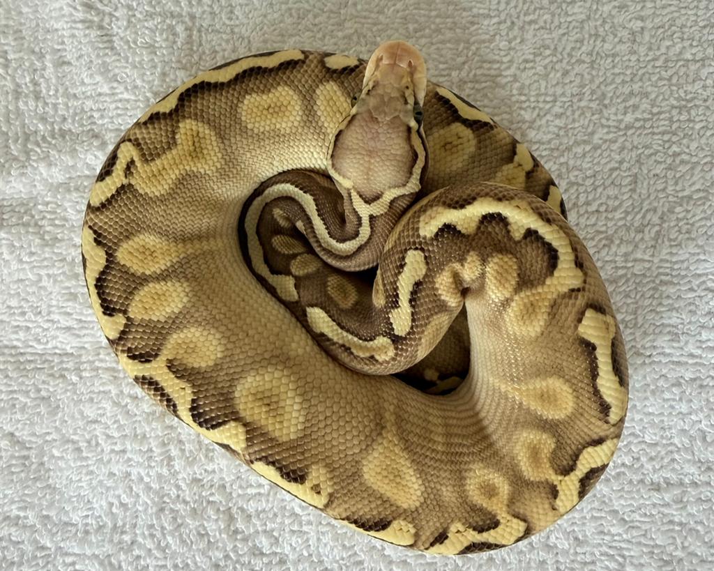 Ballpython 0.1, Dieren en Toebehoren, Reptielen en Amfibieën, Slang, 0 tot 2 jaar