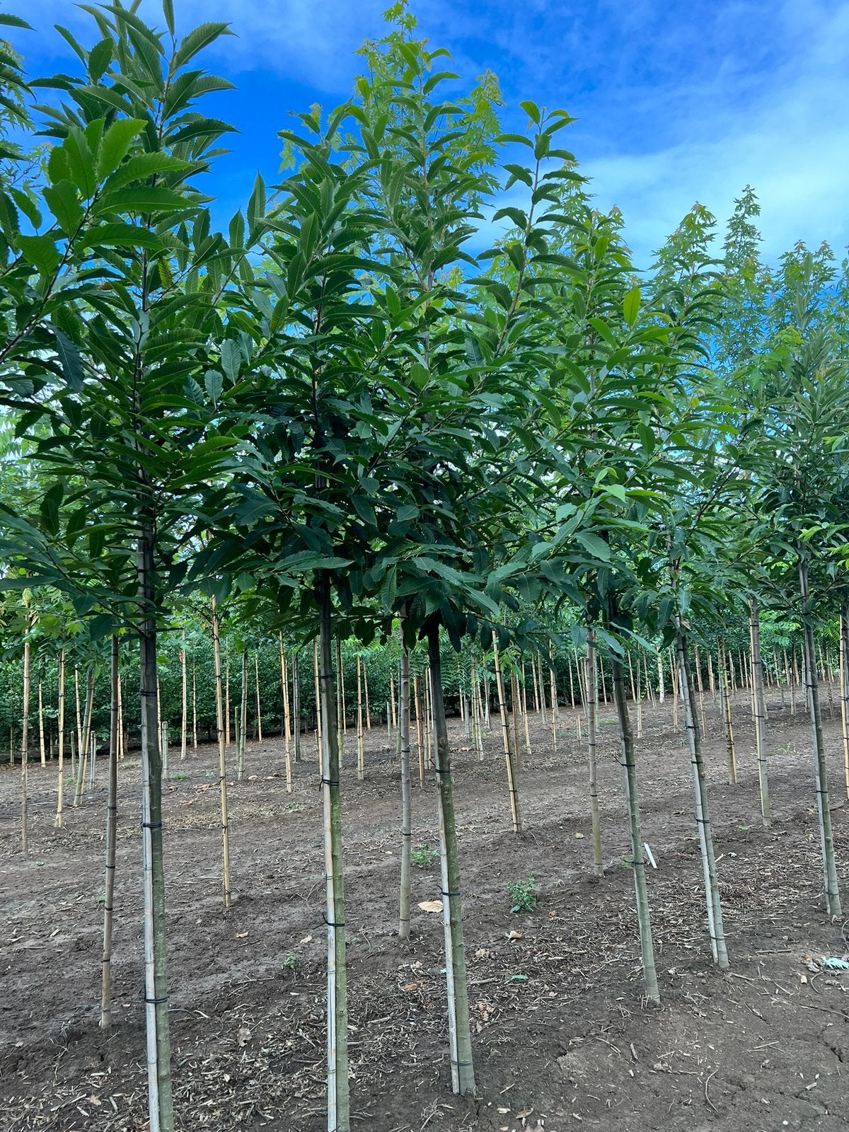 Castanea sativa tamme kastanje boom groot, Ophalen, Overige soorten, 400 cm of meer