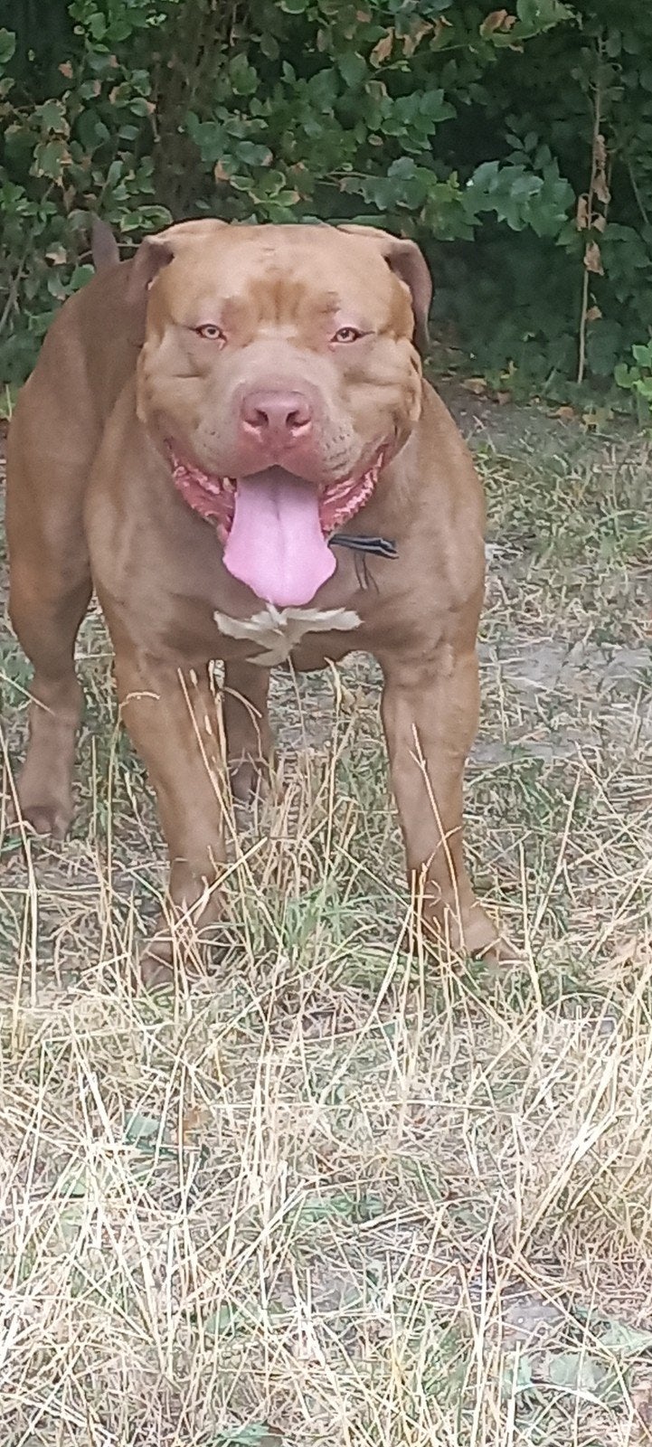 American Bully Dekreu, Reu, 1 tot 2 jaar, Eén hond, CDV (hondenziekte)