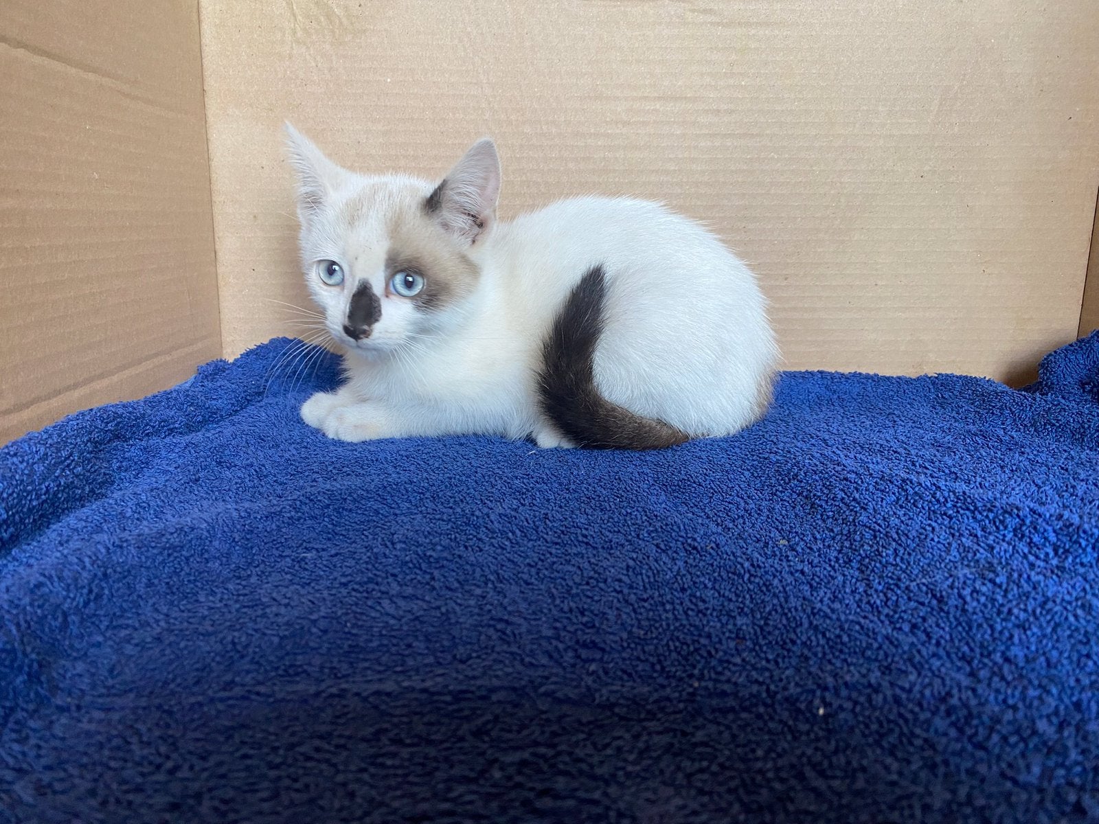 Siamese kittens, Meerdere dieren, Kortharig, 0 tot 2 jaar