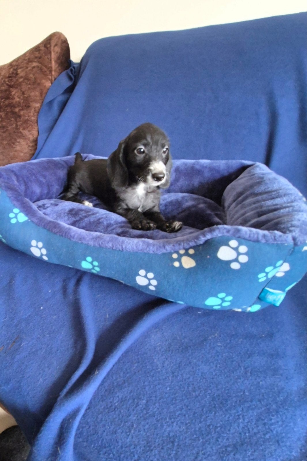 kruising ruwhaar dwergteckel puppies! (boomer) reutjes., Dieren en Toebehoren, Honden | Teckels en Dashonden, Parvo, 8 tot 15 weken