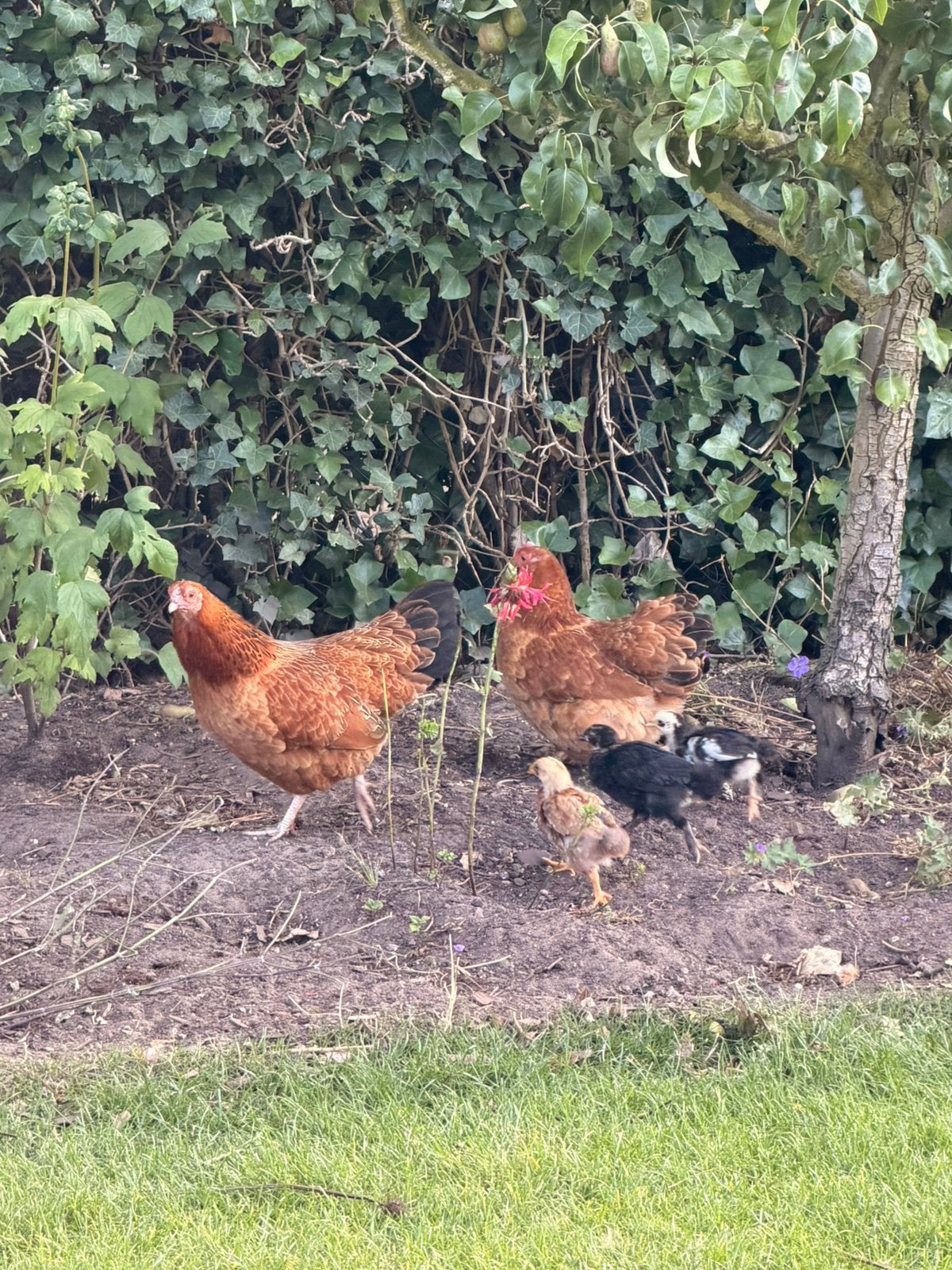 Welsummer hennen, haan en kuikens, Dieren en Toebehoren, Pluimvee, Meerdere dieren, Kip