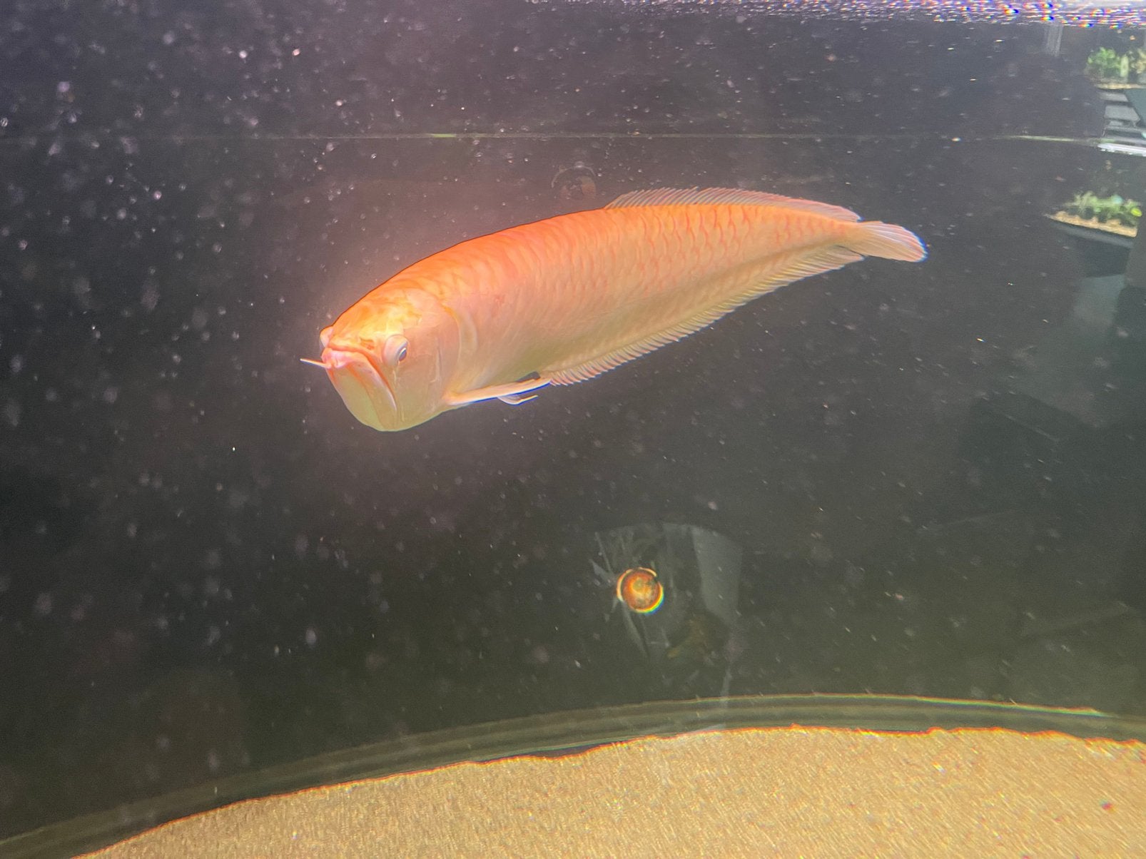 Grote lutino arowana 55 cm, Dieren en Toebehoren, Vissen | Aquariumvissen, Vis