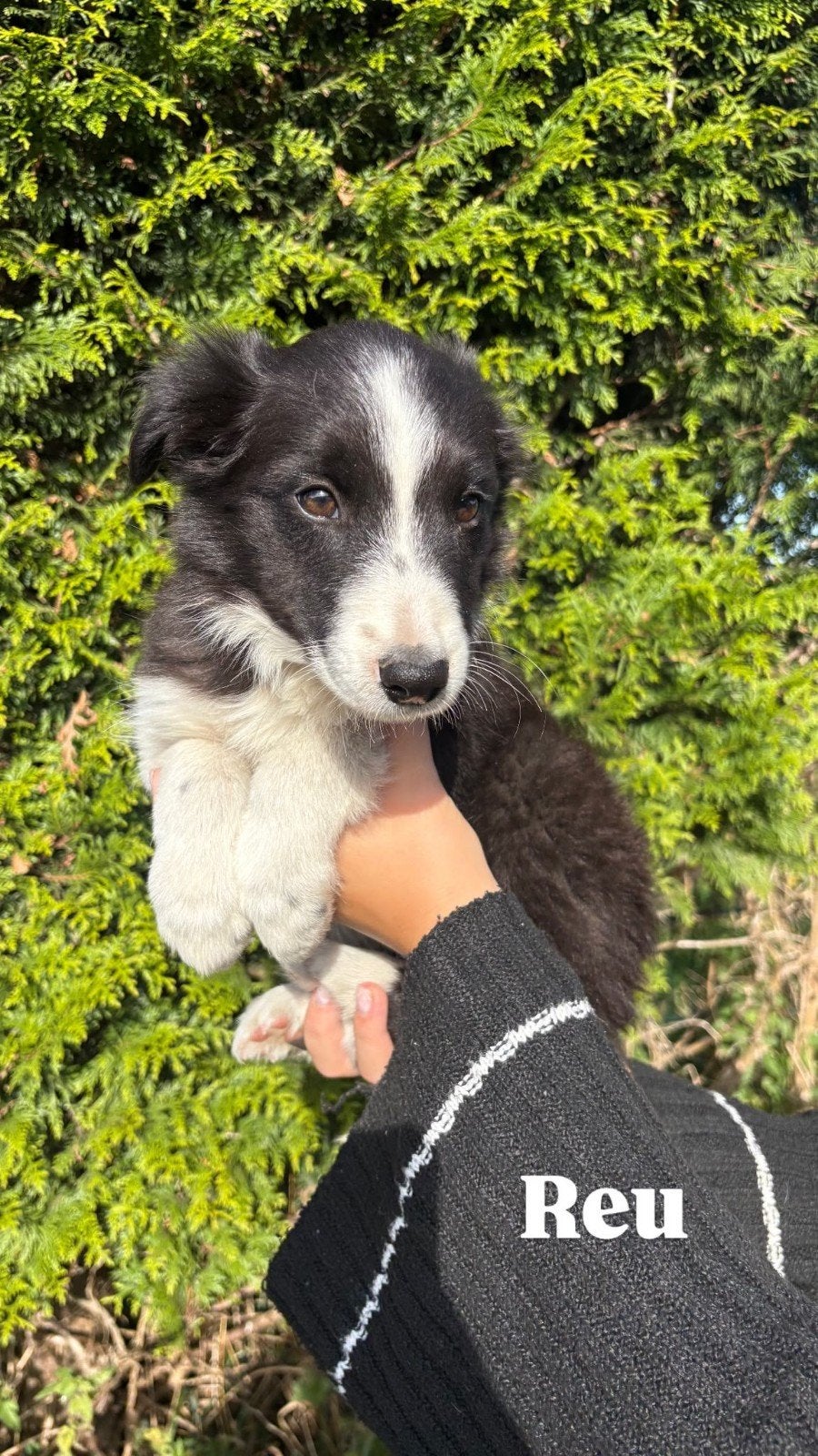 Australian Shepherd pups, Dieren en Toebehoren, Overige rassen, CDV (hondenziekte), 8 tot 15 weken, Meerdere
