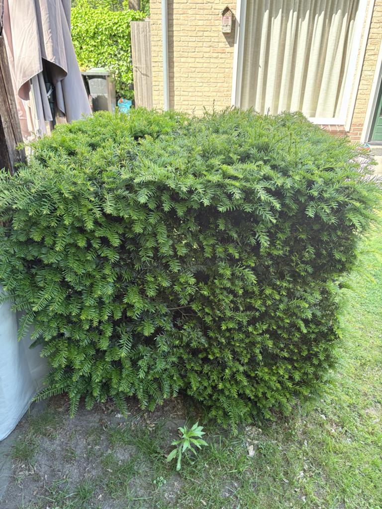 Af te halen struiken, Tuin en Terras, Planten | Struiken en Hagen, Ophalen of Verzenden, Overige soorten, 100 tot 250 cm