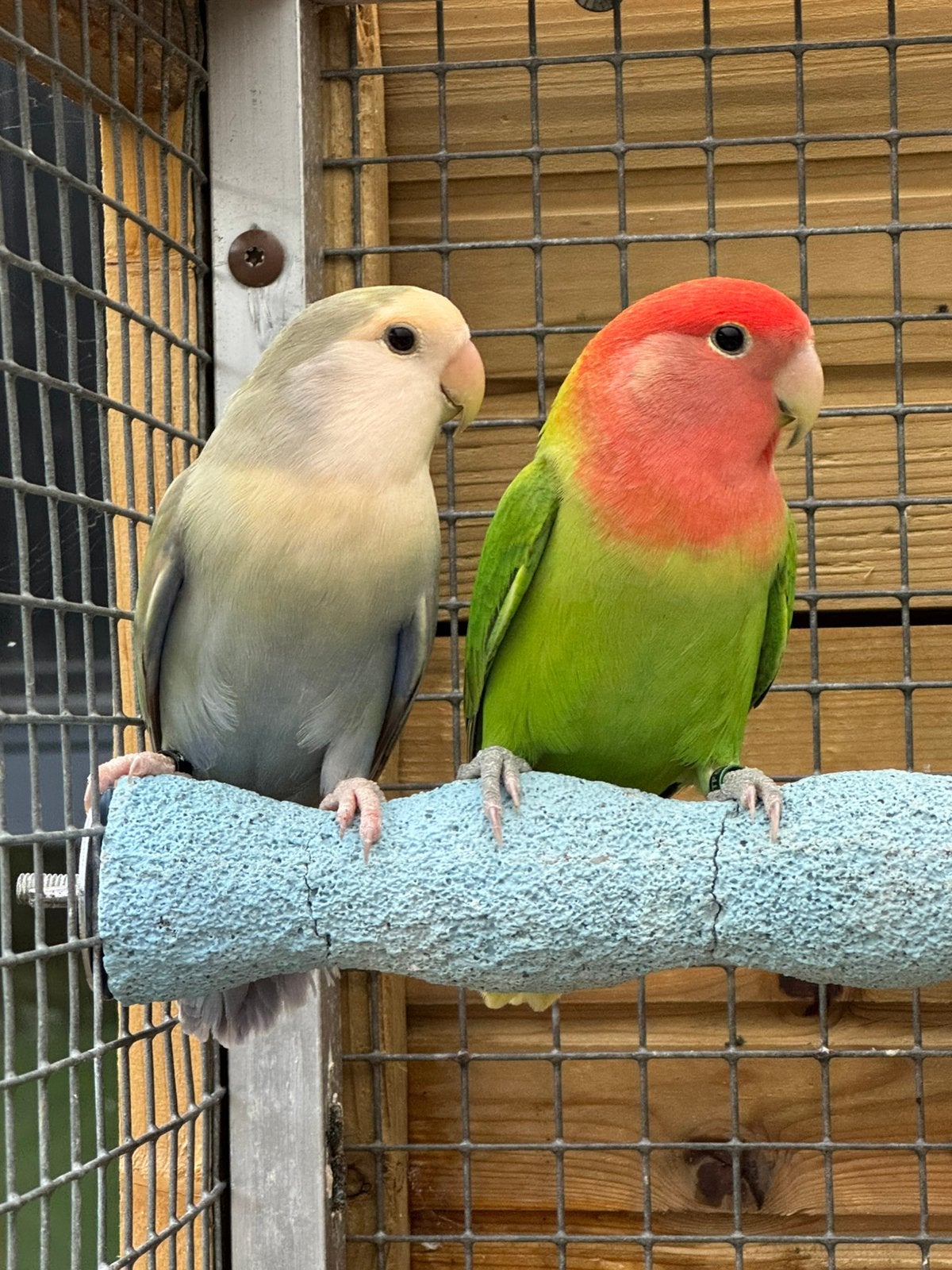 Koppel Agapornis roseicollie dwergpapegaai, Meerdere dieren, Dwergpapegaai of Agapornis