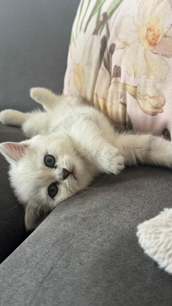 Prachtige Britse Korthaar kittens, Kortharig, 0 tot 2 jaar