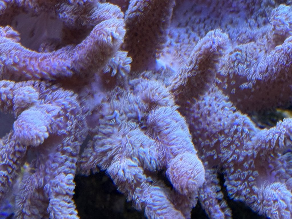 Paarse Sinularia Mollis
