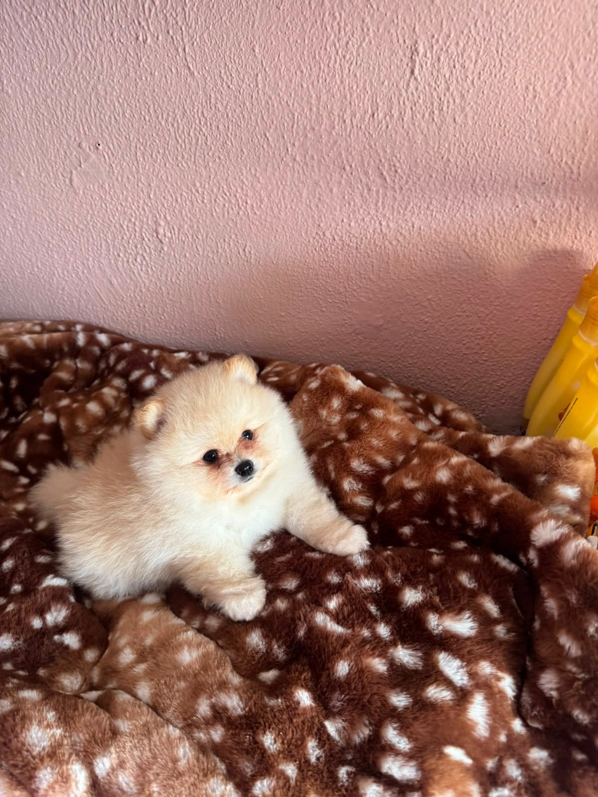 Pomeriaan puppy’s, Dieren en Toebehoren, Honden | Poolhonden, Keeshonden en Oertypen, Overige rassen, 8 tot 15 weken, Parvo, Meerdere