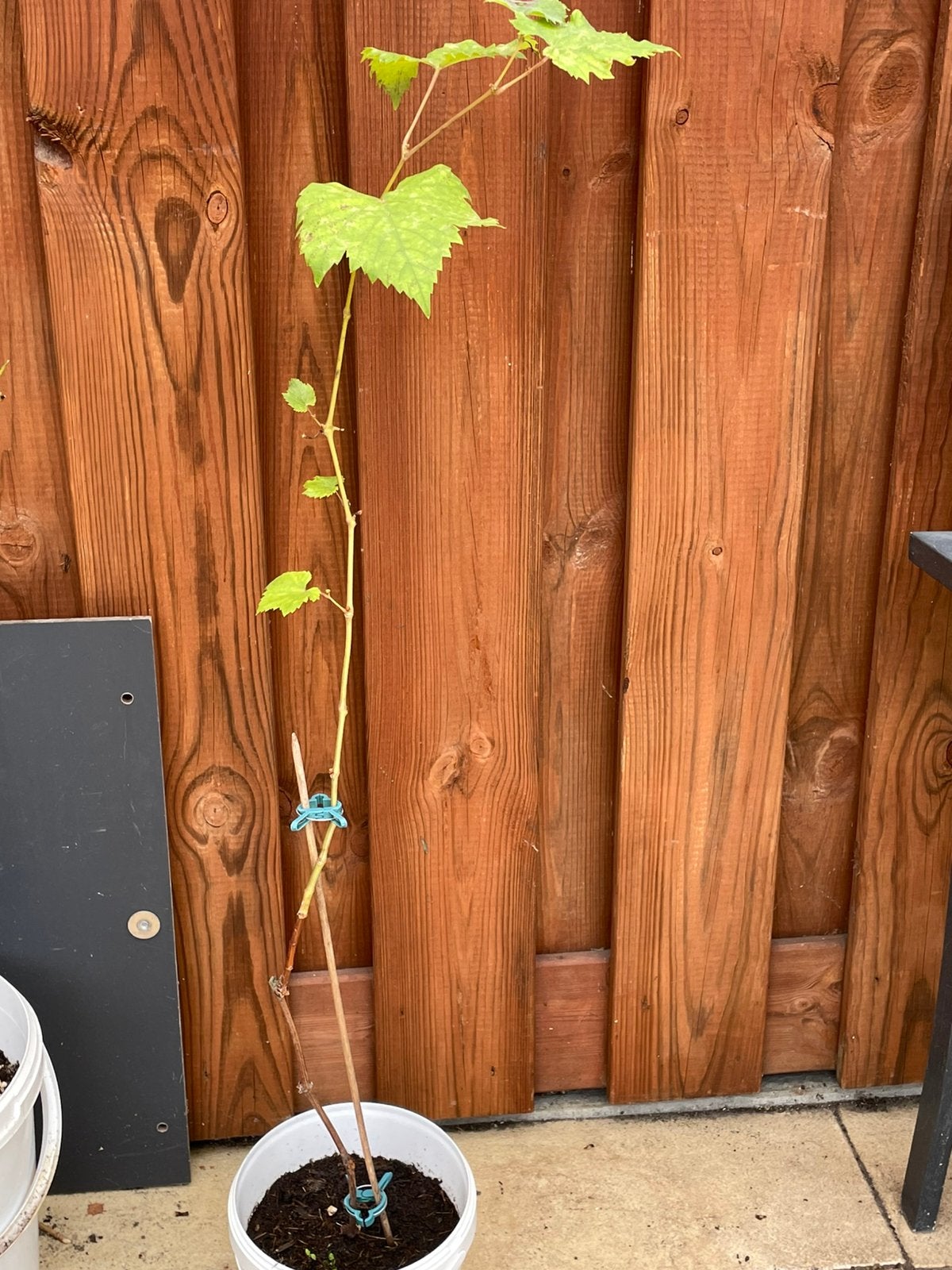 Druiven planten, Tuin en Terras, Ophalen, Minder dan 100 cm, Overige soorten, In pot