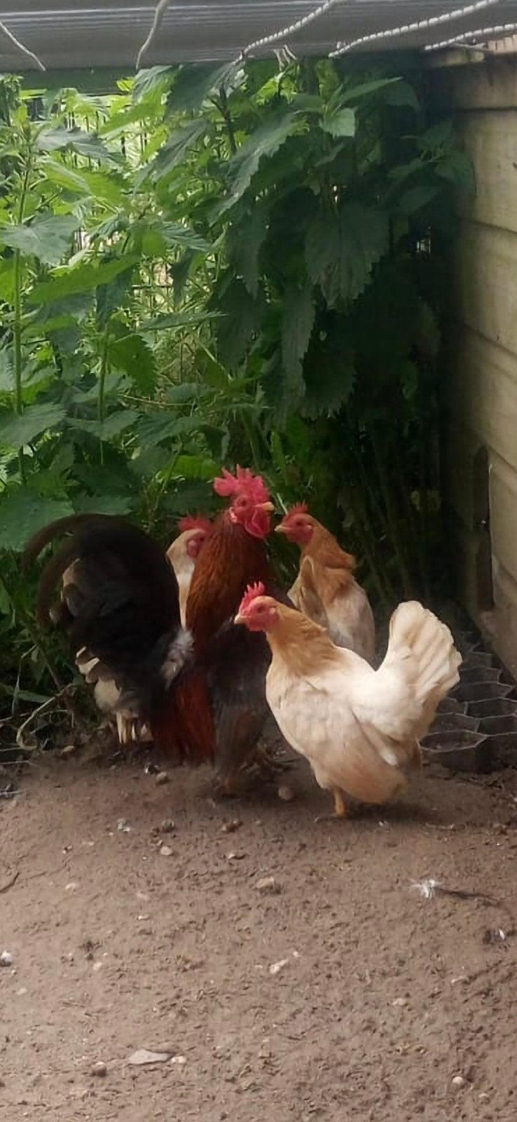 Serama koppel te koop, Dieren en Toebehoren, Meerdere dieren, Kip