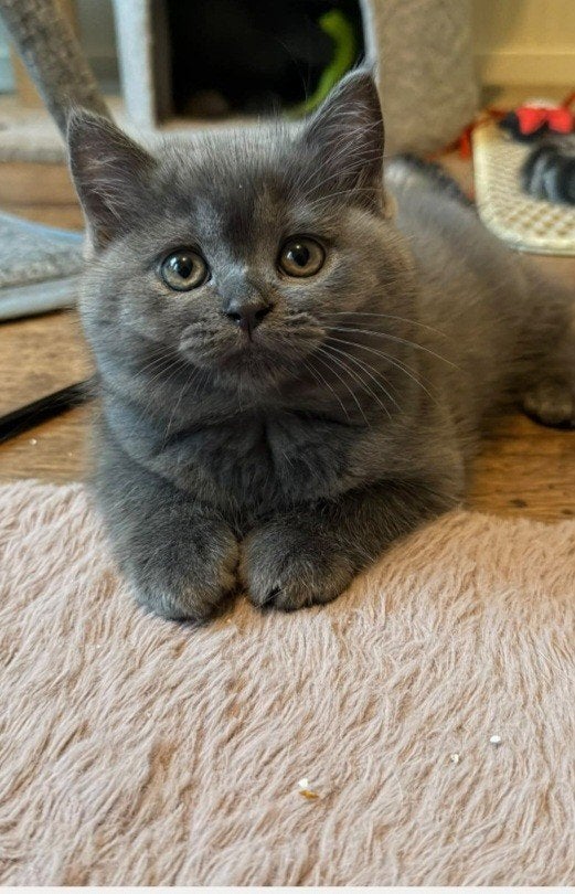 kitten 10weken, Poes, 0 tot 2 jaar