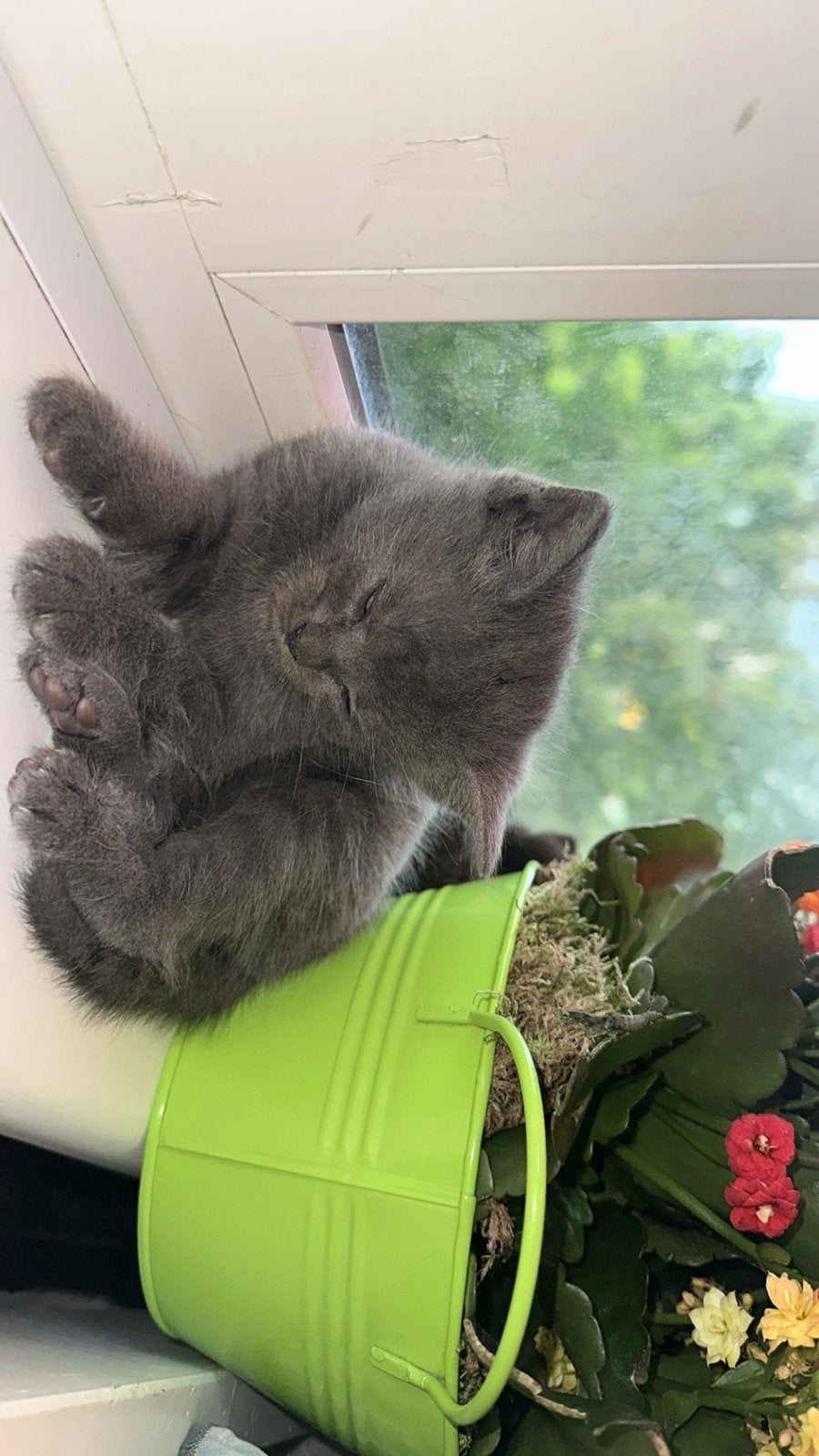 .., Dieren en Toebehoren, Katten en Kittens | Raskatten | Korthaar, Poes, 0 tot 2 jaar