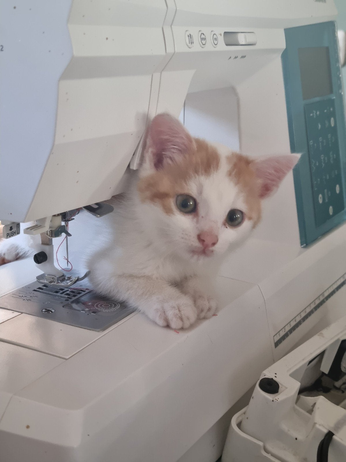 lief katertje zoekt liefdevol thuis, Kater