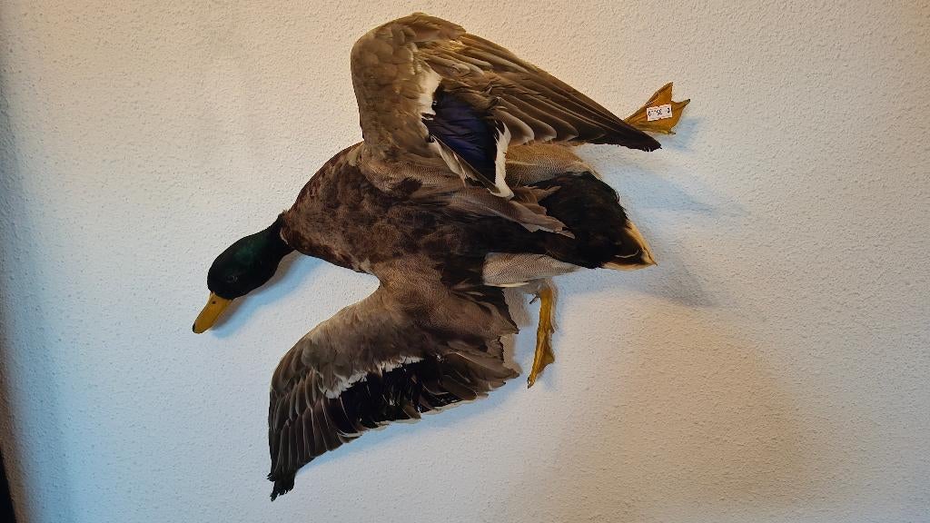 div. schedel opgezette dieren taxidermie anatomische modelen, Ophalen, Gebruikt, Wild dier, Opgezet dier