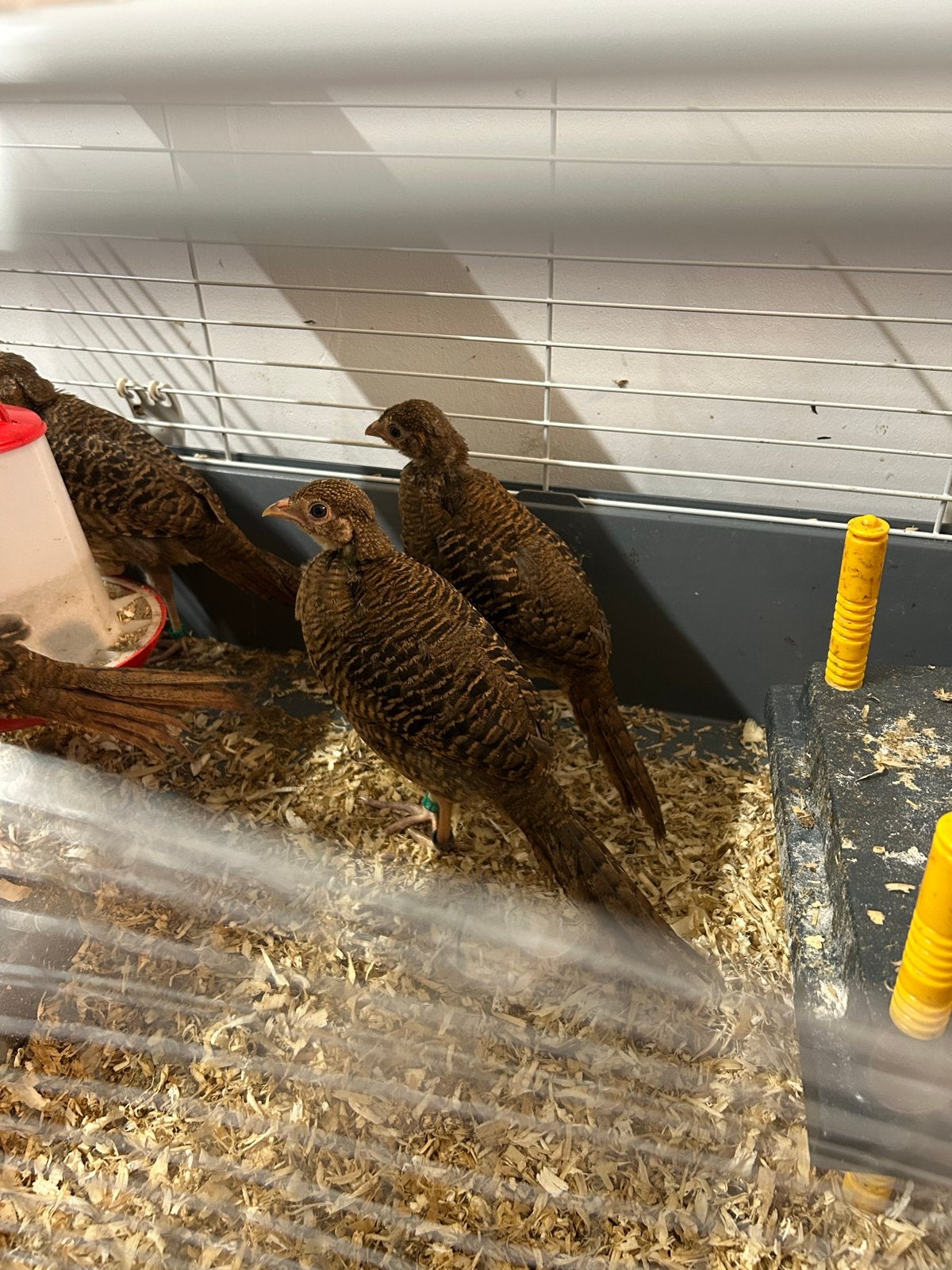 Goudfazanten 5000-serie, Dieren en Toebehoren, Meerdere dieren, Kip
