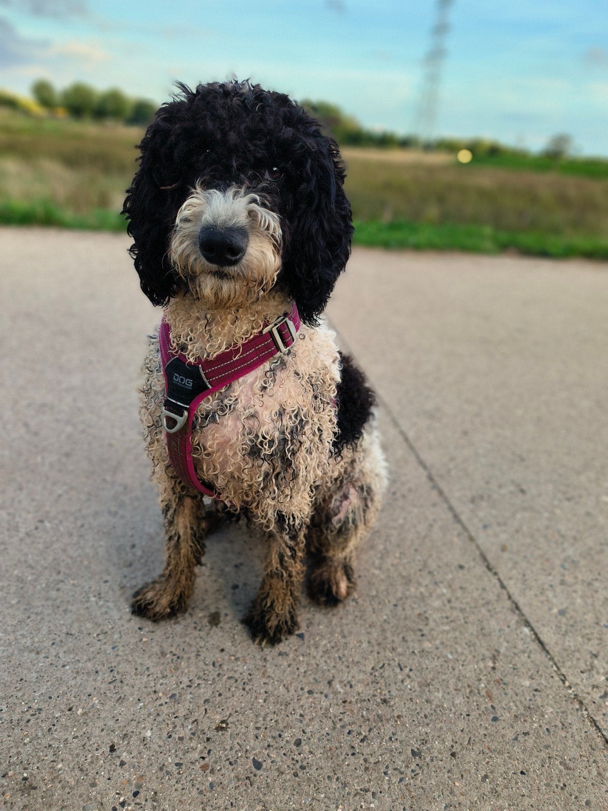 labradoodle teef zwart wit 1 jaar oud, Overige rassen, CDV (hondenziekte), 1 tot 2 jaar, Teef